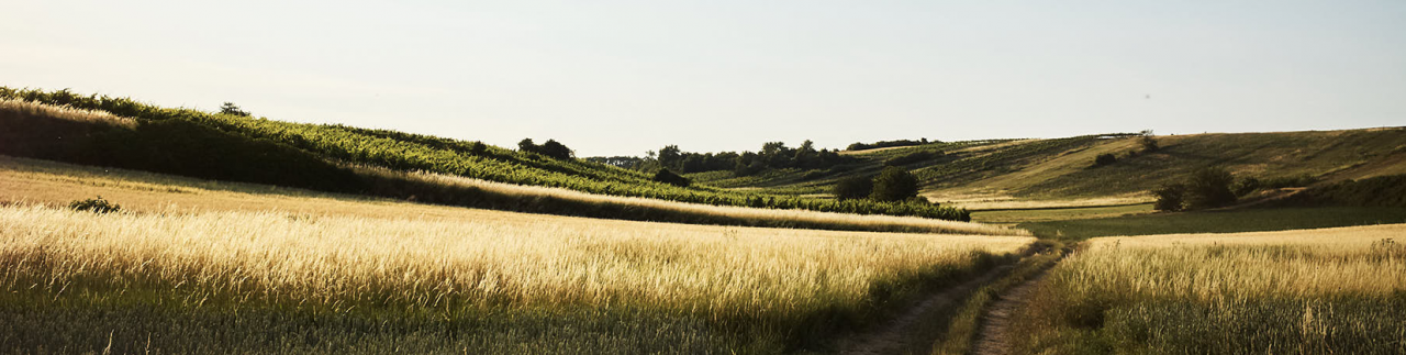 Weinviertel